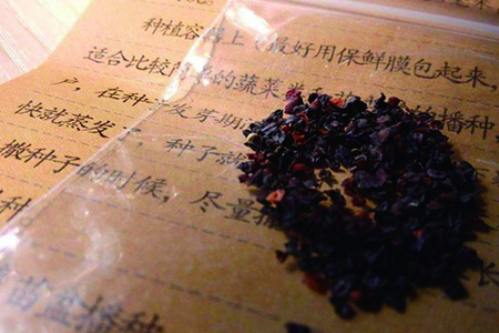 康乃馨怎么种子怎么种