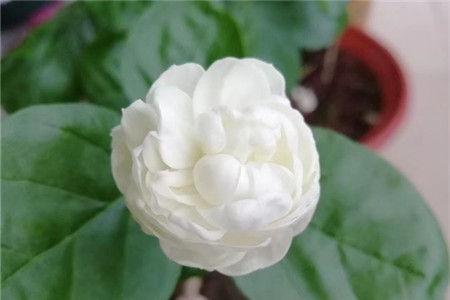 茉莉花可以扦插活吗