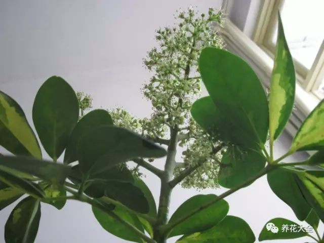 虎皮兰和文竹哪个好养