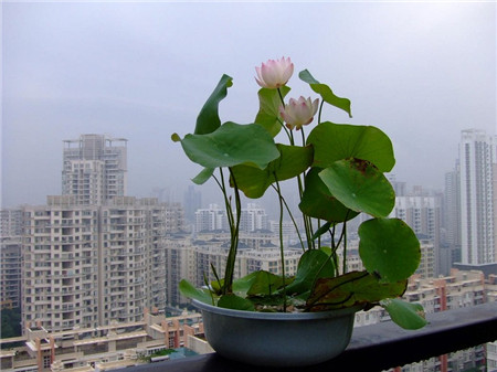 碗莲的种植方法水培需要泥吗?