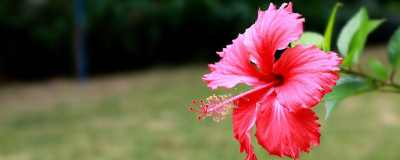 扶桑的水培扦插方法怎么生根快(扶桑的水培扦插方法怎么生根快一点)