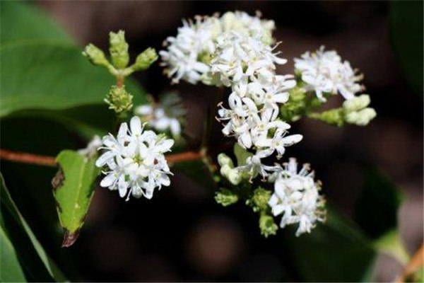 七子花的的主要价值(七子花树)