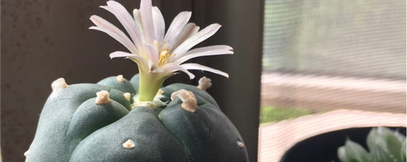 鸟羽玉的养殖方法和注意事项(鸟羽玉的养殖方法和注意事项有哪些)