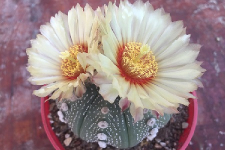 星兜的养殖方法和注意事项