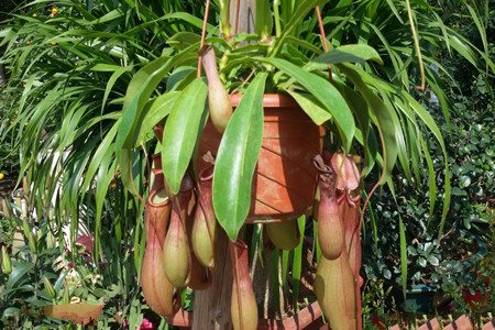 猪笼草的特点有几个方面