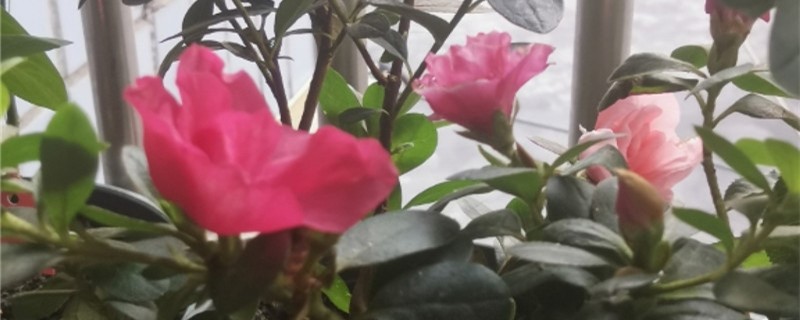 杜鹃盆景的养殖方法和注意事项(杜鹃盆景怎么养殖好)