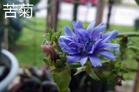 苦菜和雪里蕻是一种菜吗