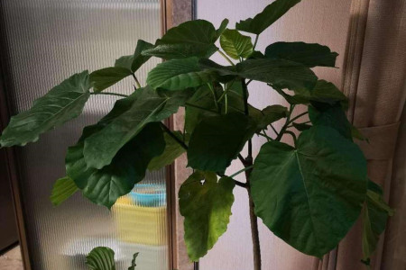 爱心榕养殖方法和注意事项