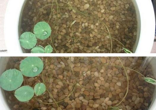 碗莲的种植方法水培需要泥吗?