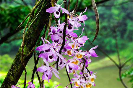 黑毛石斛怎么养