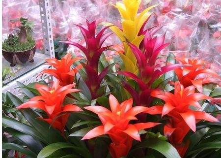 凤梨适合多少温度生长