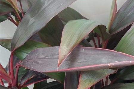 朱蕉的养殖方法和注意事项绿叶