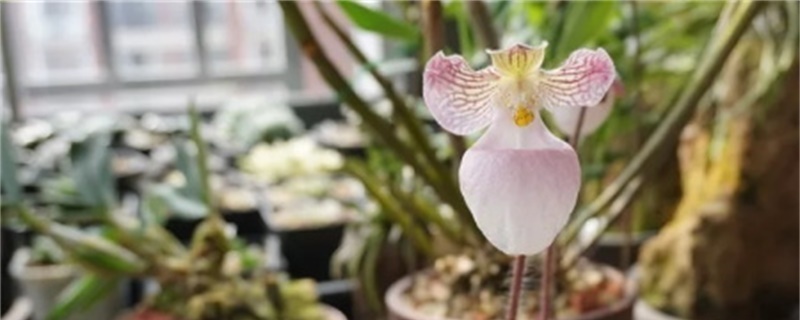 新买的兜兰怎么养(文山兜兰)