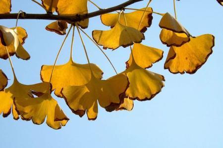 景观树都有哪些