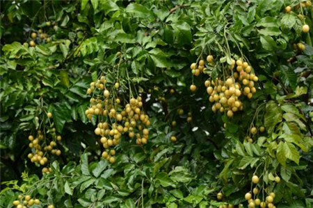 黄皮树苗怎么种才活