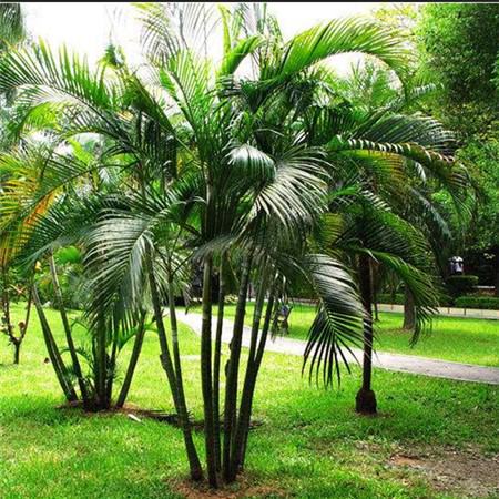 散尾葵如何繁殖