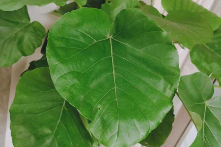 爱心榕养殖方法和注意事项