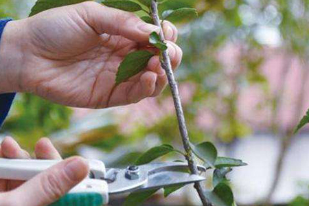 扶桑的水培扦插方法怎么生根快一点