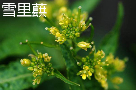 苦菜和雪里蕻是一种菜吗