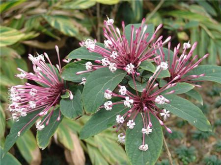 烟火树的功效与作用