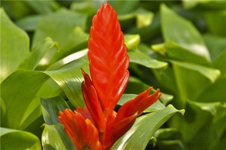 鸿运当头花花不红了有点枯萎怎了办