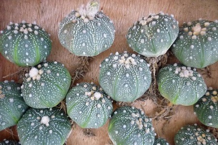 星兜的养殖方法和注意事项