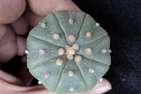 星兜的养殖方法和注意事项