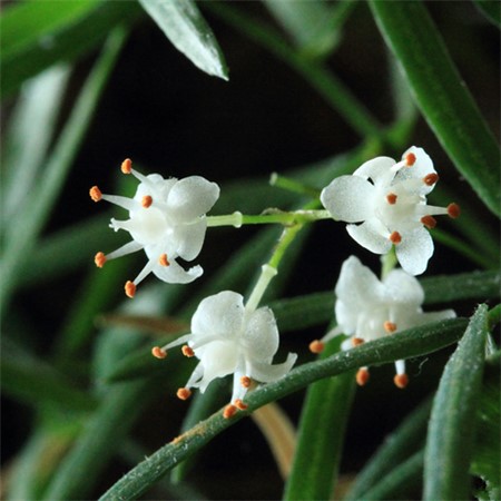 天门冬的功效和作用是什么