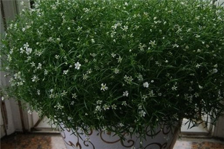 满天星的各种颜色花语