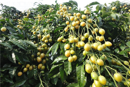 黄皮树苗怎么种才活