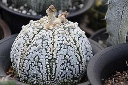 星兜的养殖方法和注意事项