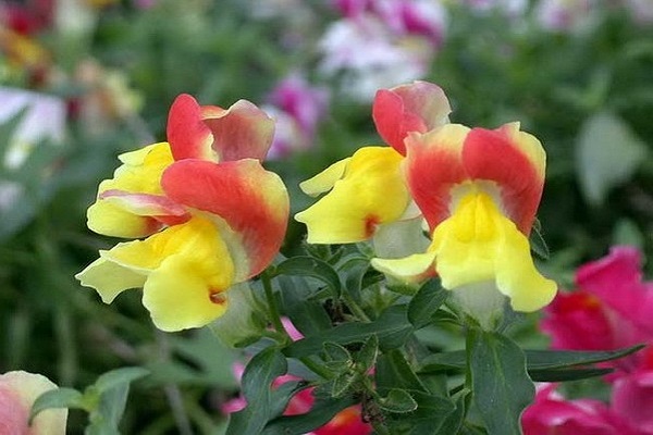 金鱼草枯萎怎么办(金鱼草疯长怎么办)