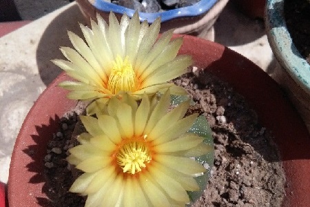 星兜的养殖方法和注意事项