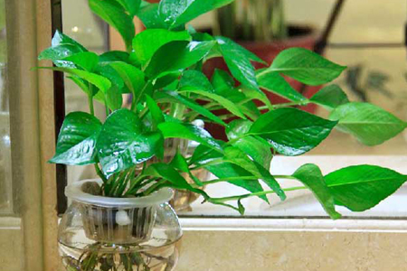 绿萝多久浇一次水比较好?