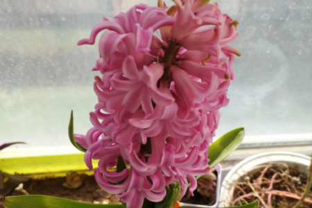 风信子该怎么种植