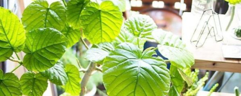 爱心榕怎么养(爱心榕养殖方法和注意事项)