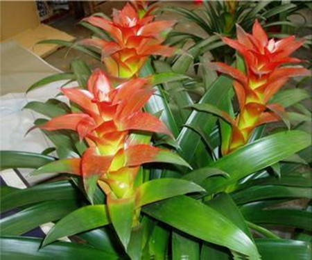 凤梨适合多少温度生长