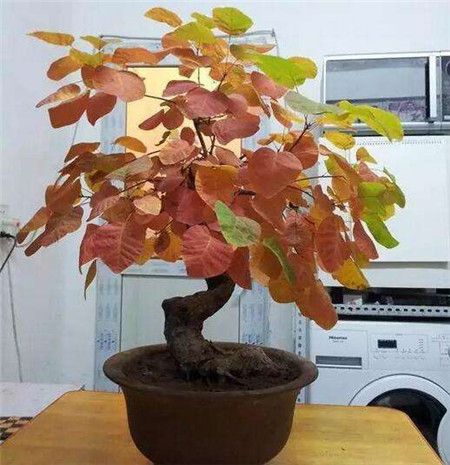 黄栌盆景怎么修剪好看