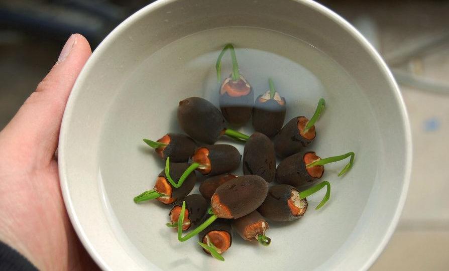 碗莲的种植方法水培需要泥吗?