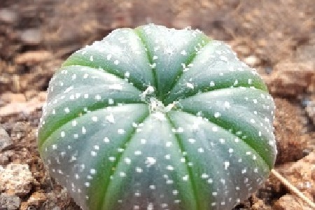 星兜的养殖方法和注意事项