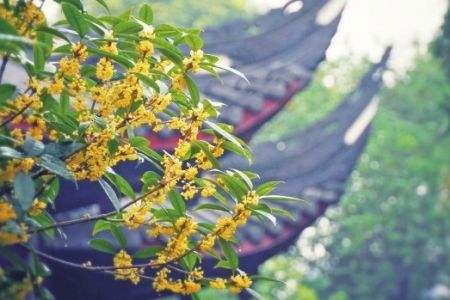 景观树都有哪些