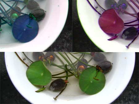 碗莲的种植方法水培需要泥吗?