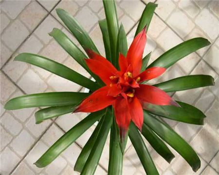 鸿运当头花花不红了有点枯萎怎了办