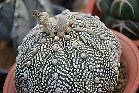 星兜的养殖方法和注意事项