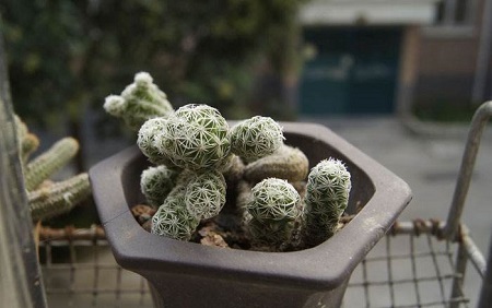 银手指的栽培技术