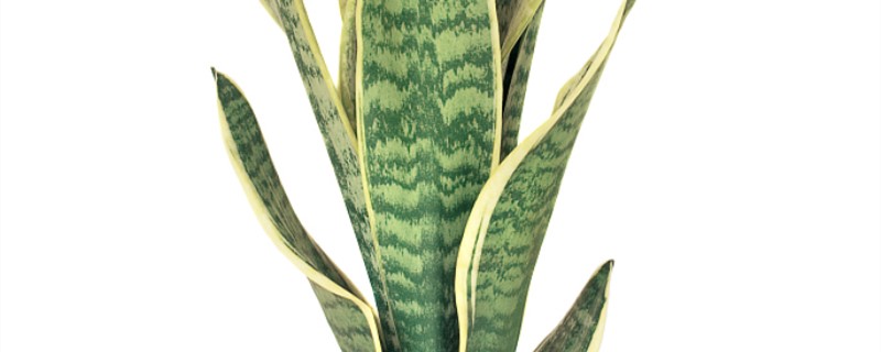 新买的虎皮兰怎么养(刚买回家的虎皮兰怎么养?)