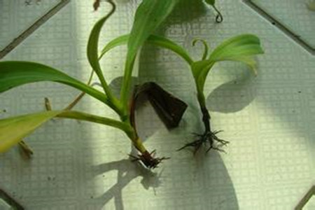 猪笼草的特点有几个方面