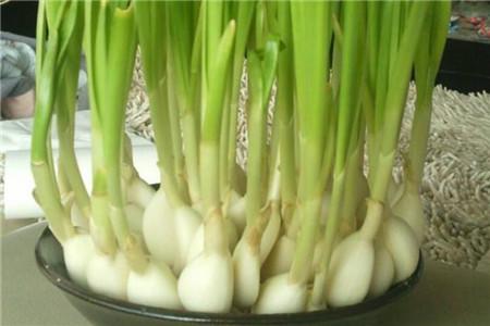 葱姜蒜怎么储藏