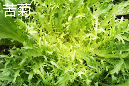 苦菜和雪里蕻是一种菜吗