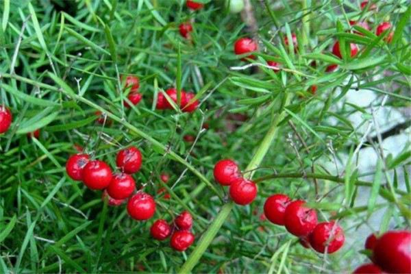 天门冬的功效和作用(天门冬的功效和作用是什么)